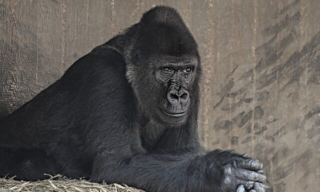 Czy da się grać w Gorilla tag bez VR?