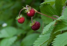 Kto pierwszy powinien się przywitać? Kto pierwszy powinien się przywitać?