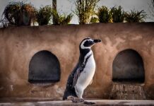 Jak długo trwają wakacje w USA?