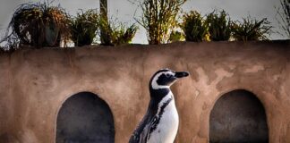 Jak długo trwają wakacje w USA?